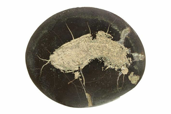 Polished Fish Coprolite (Fossil Poo) Nodule Half - Scotland #282306